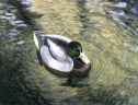 Duck on Pond