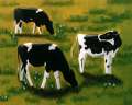 Cows